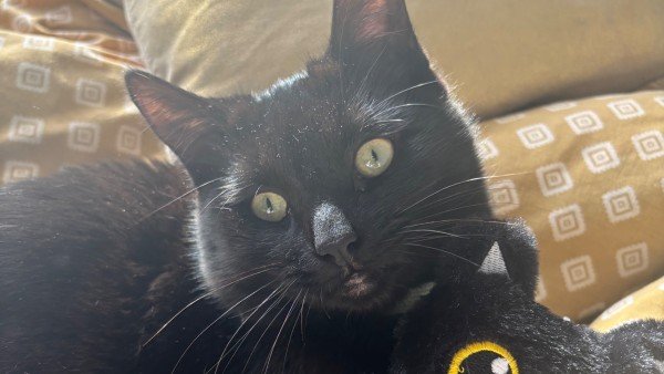 Archie