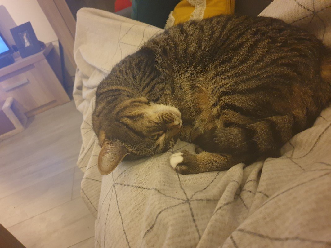Tijger