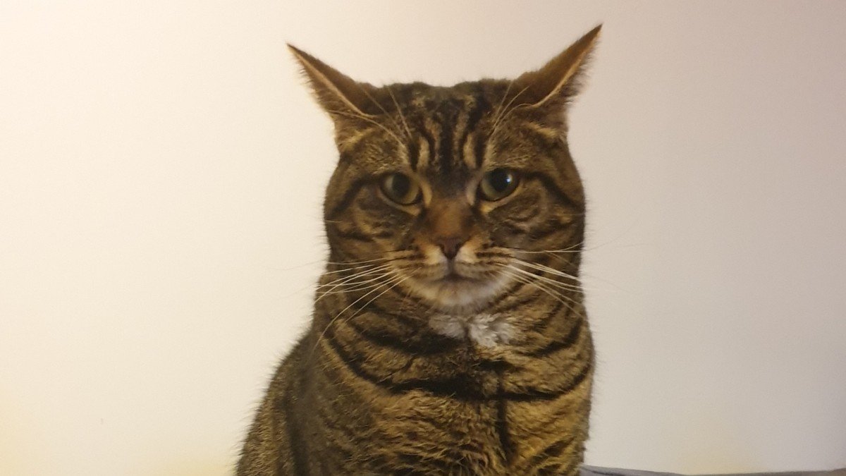 Tijger