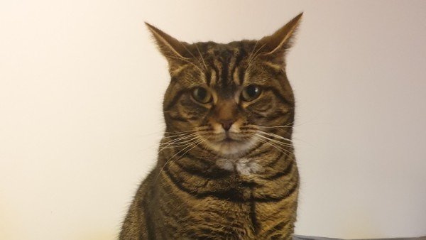 Tijger