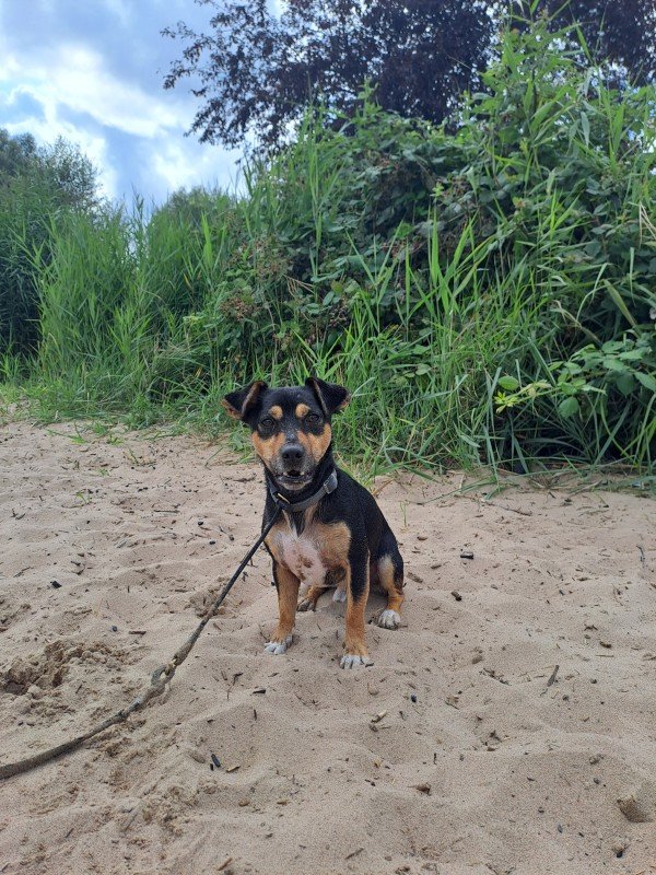 Bodhi