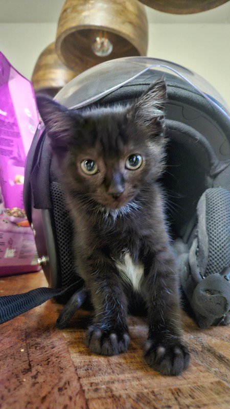 Blackie