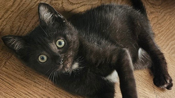 Blackie
