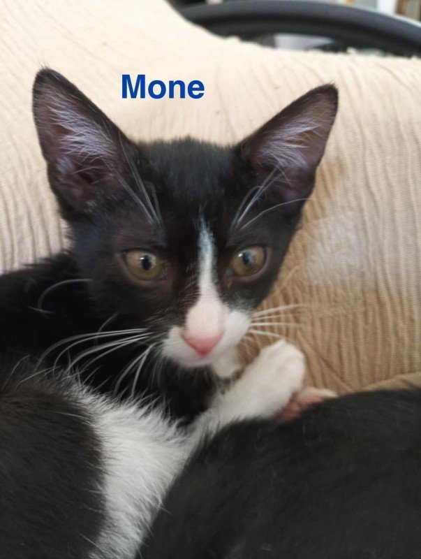 Mone
