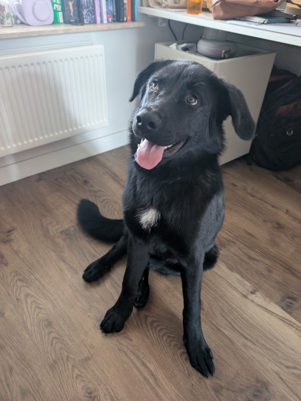 Nova