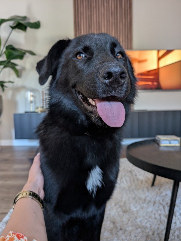 Nova