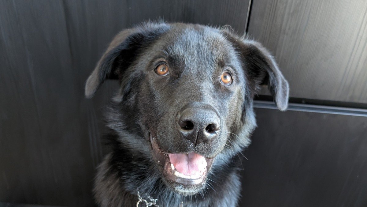 Nova