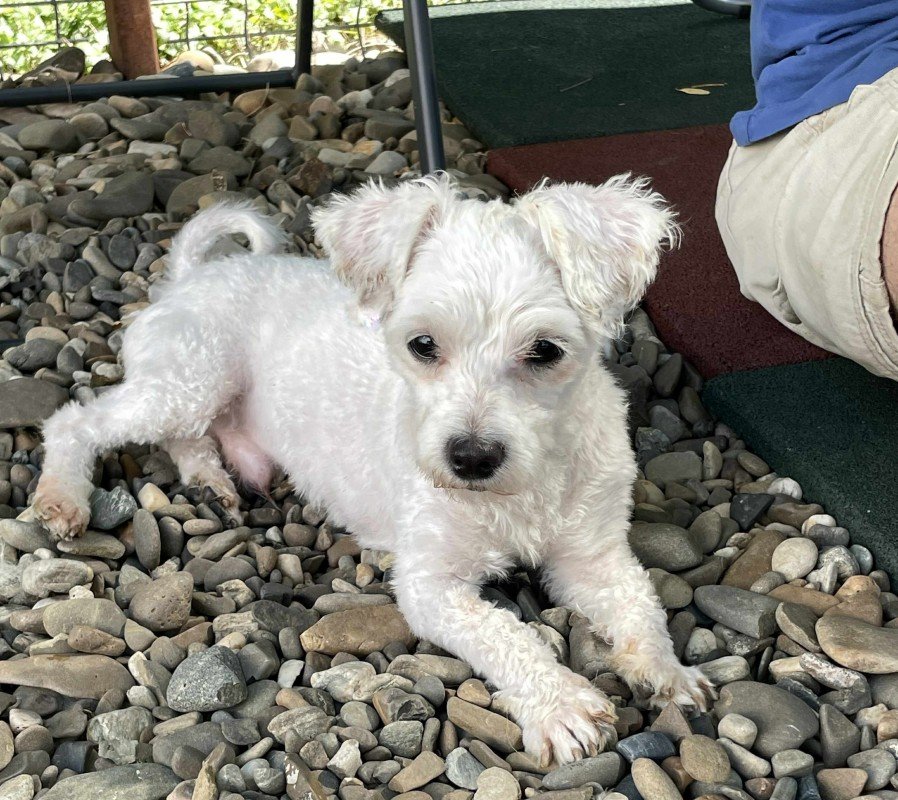 Louie