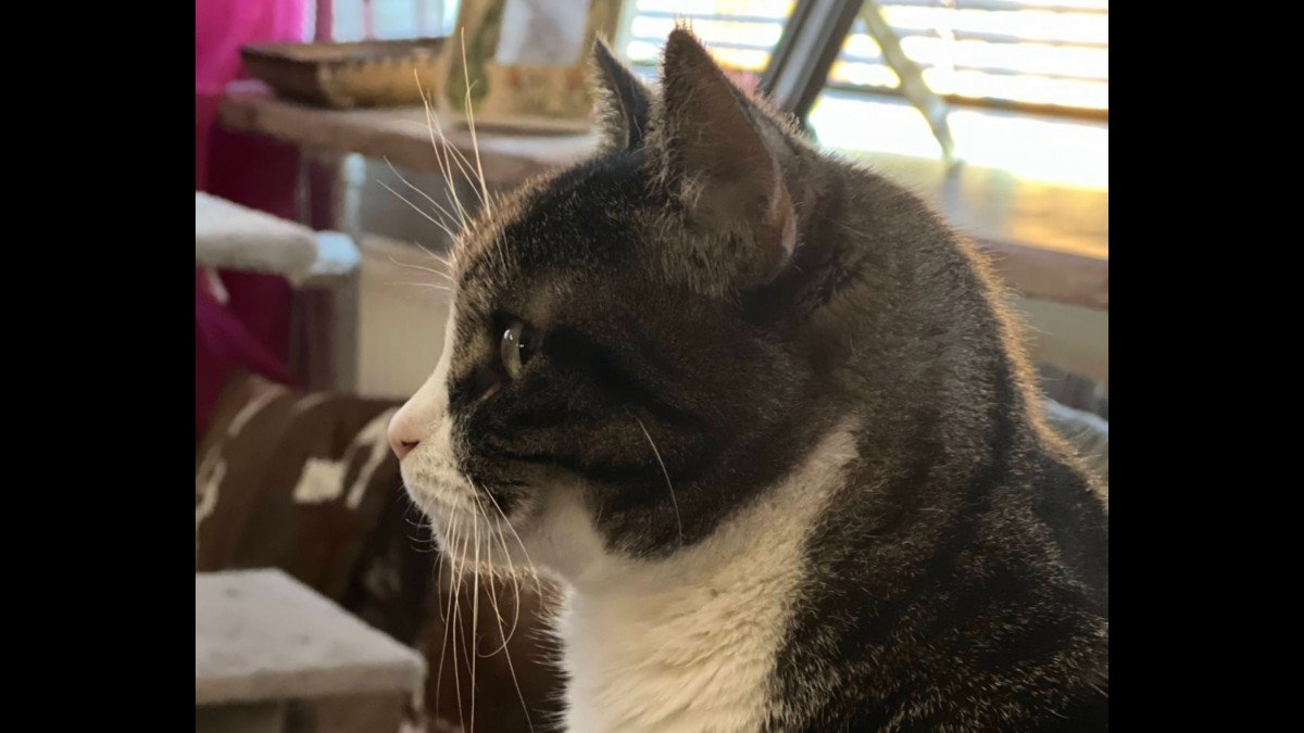 Mowgli
