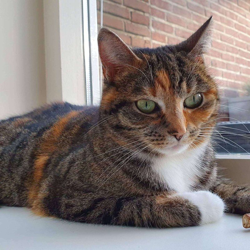 Missie