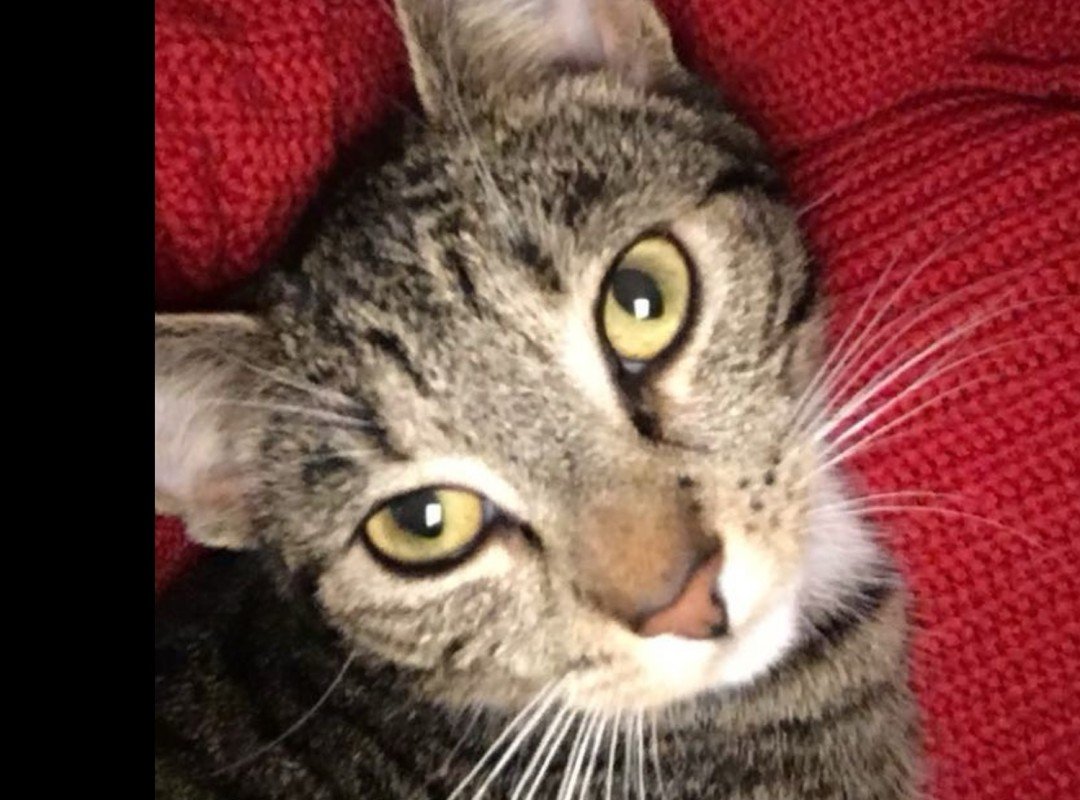 Lilly