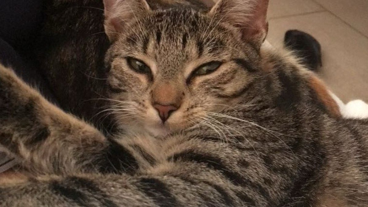 Lilly