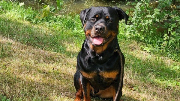 Baco