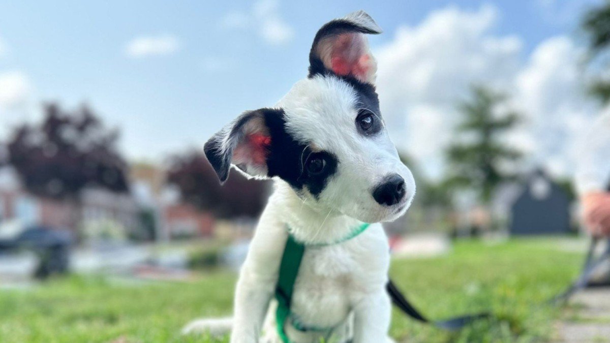 Diva