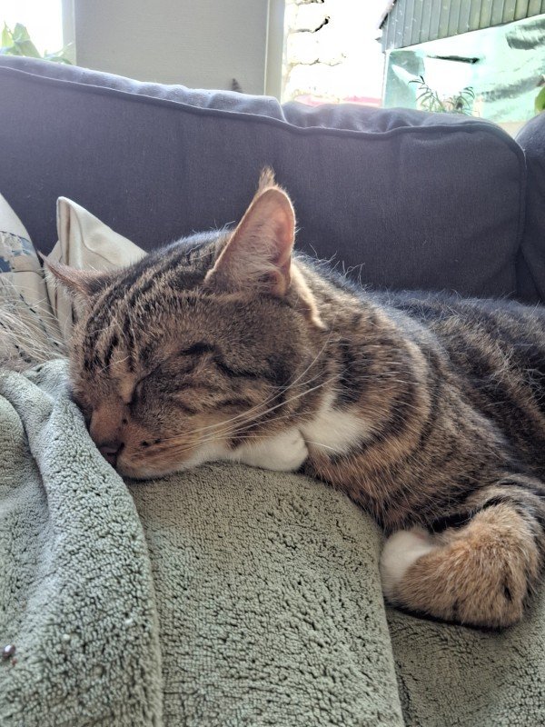 Benji