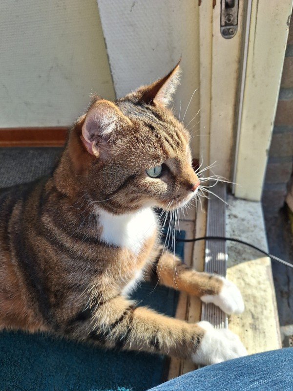 Benji