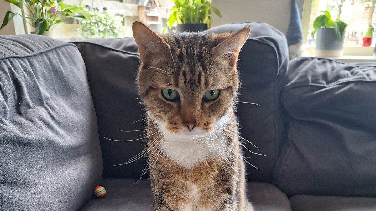 Benji