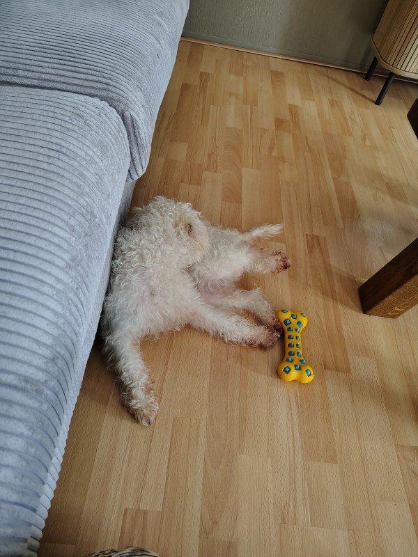 Joep