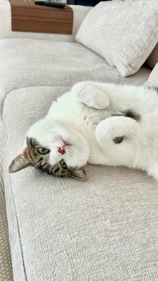 Pip