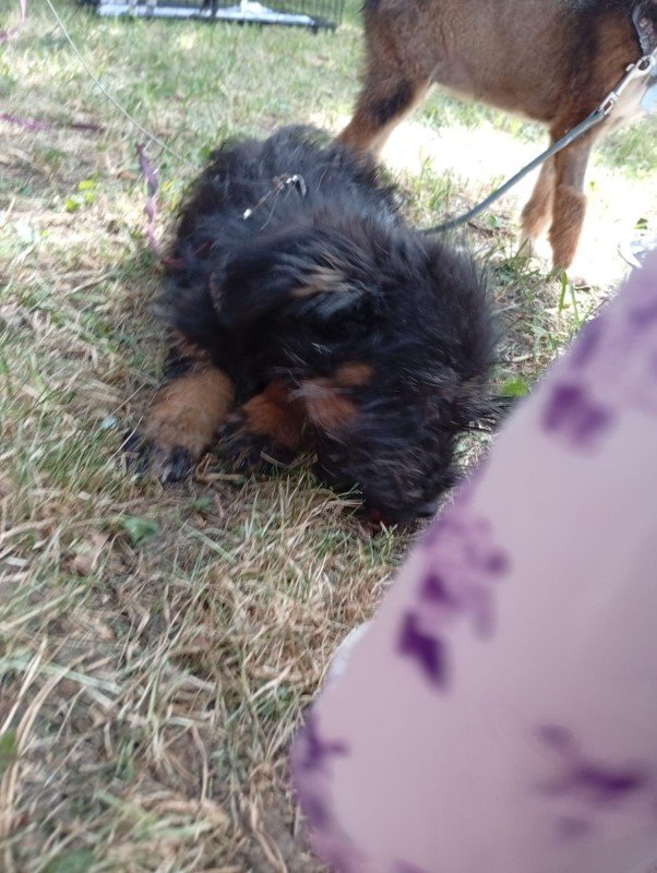 Benji