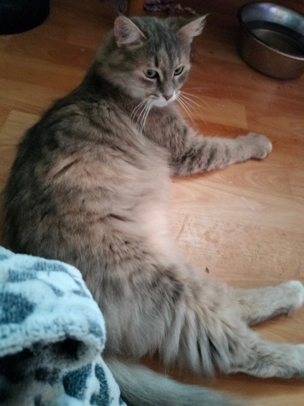 Pia