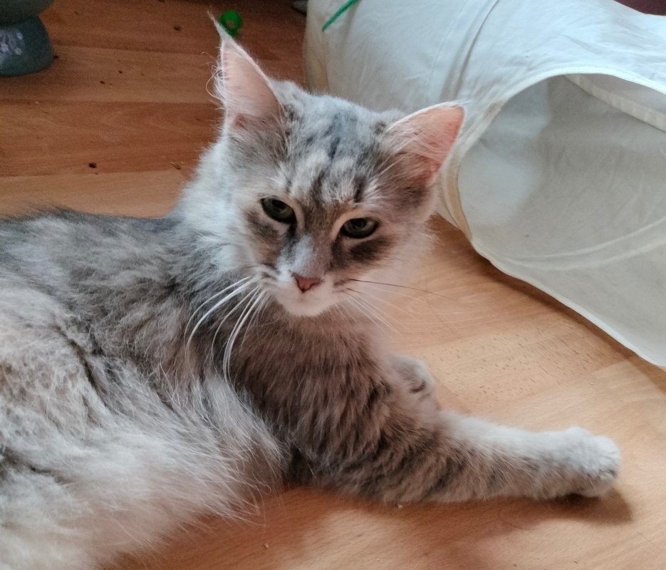 Pia