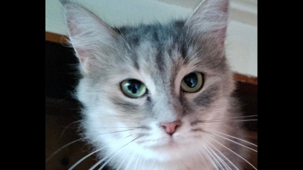Pia