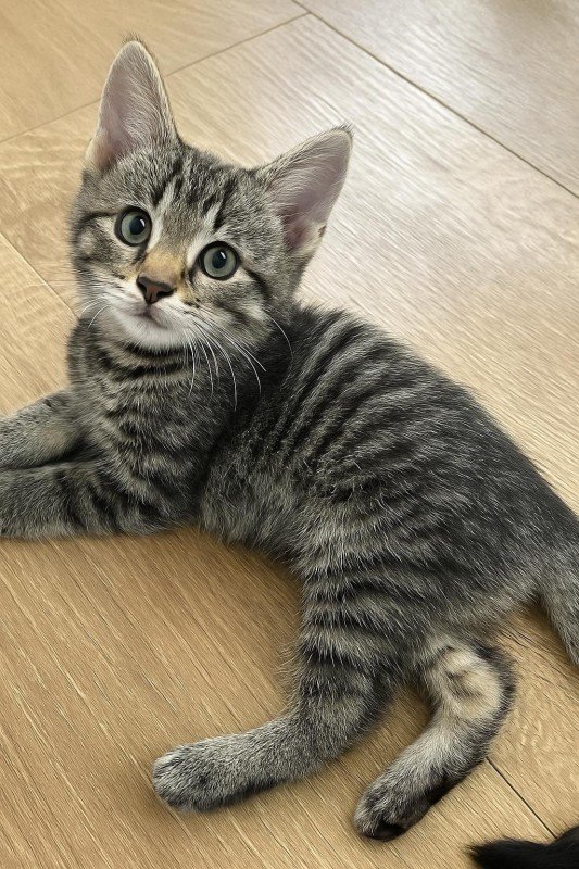 Nala
