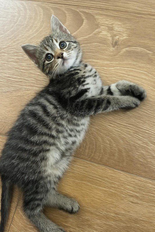 Nala