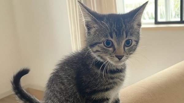 Nala