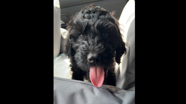 Mylo