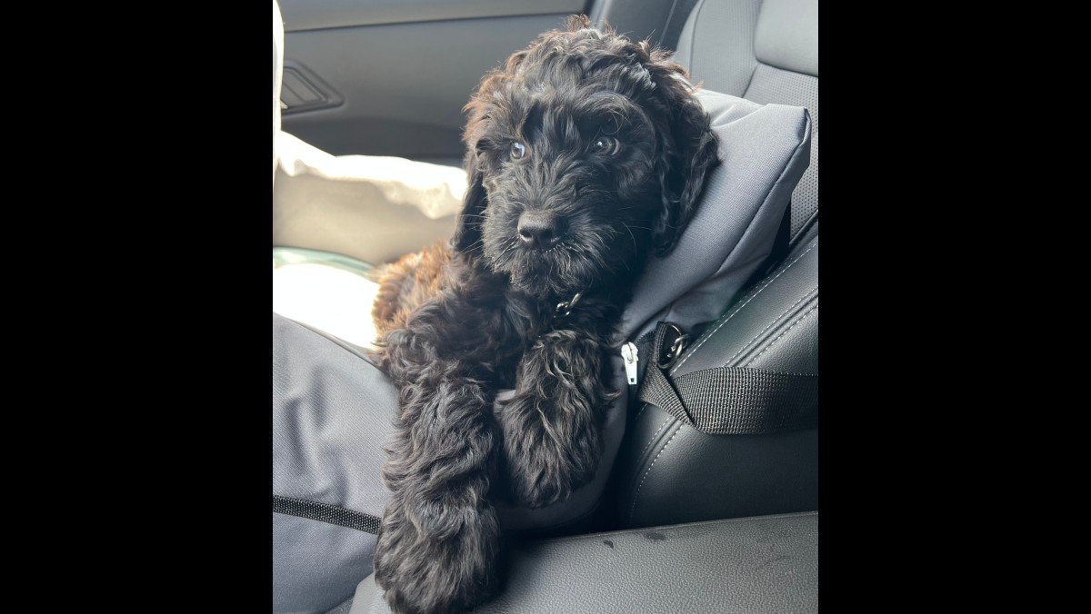 Mylo