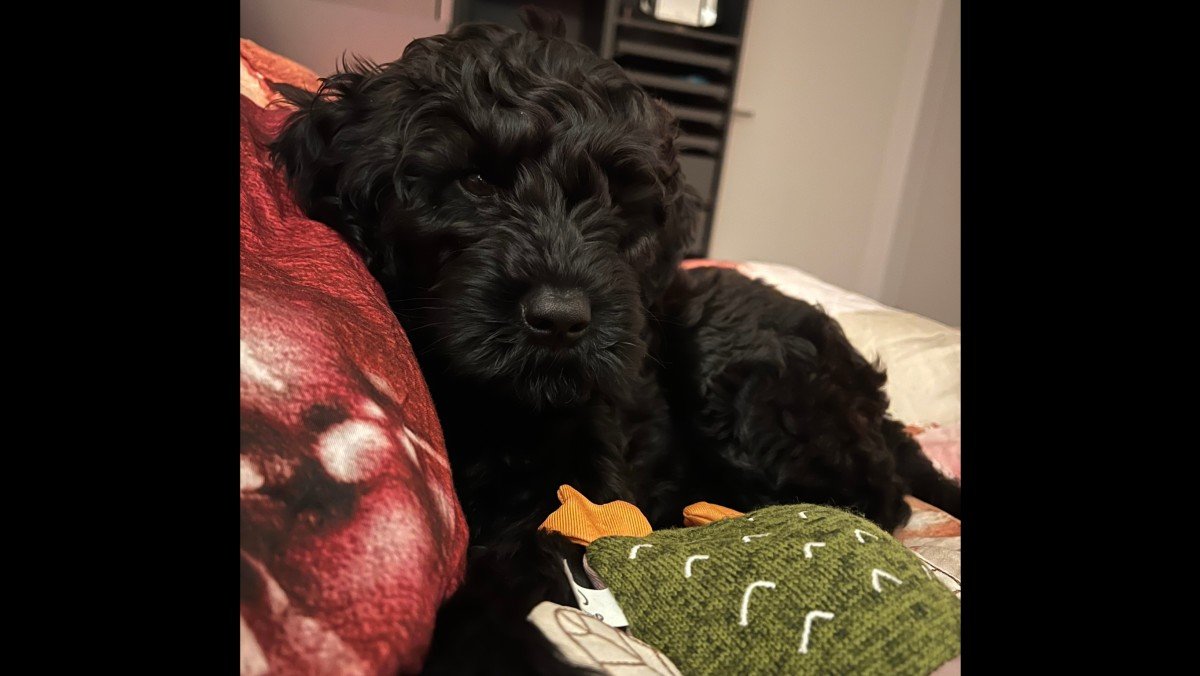 Mylo
