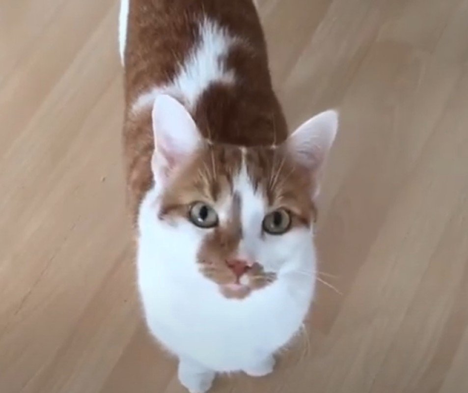Zeus