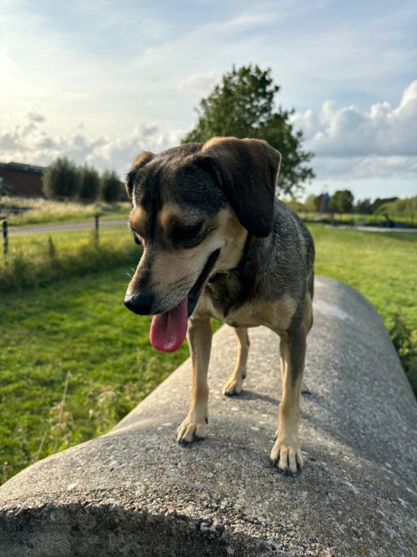 Evi