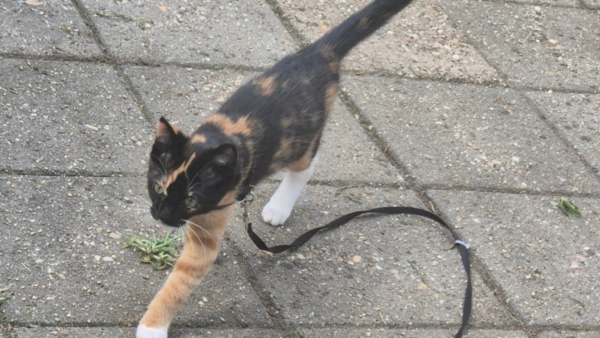 Erika