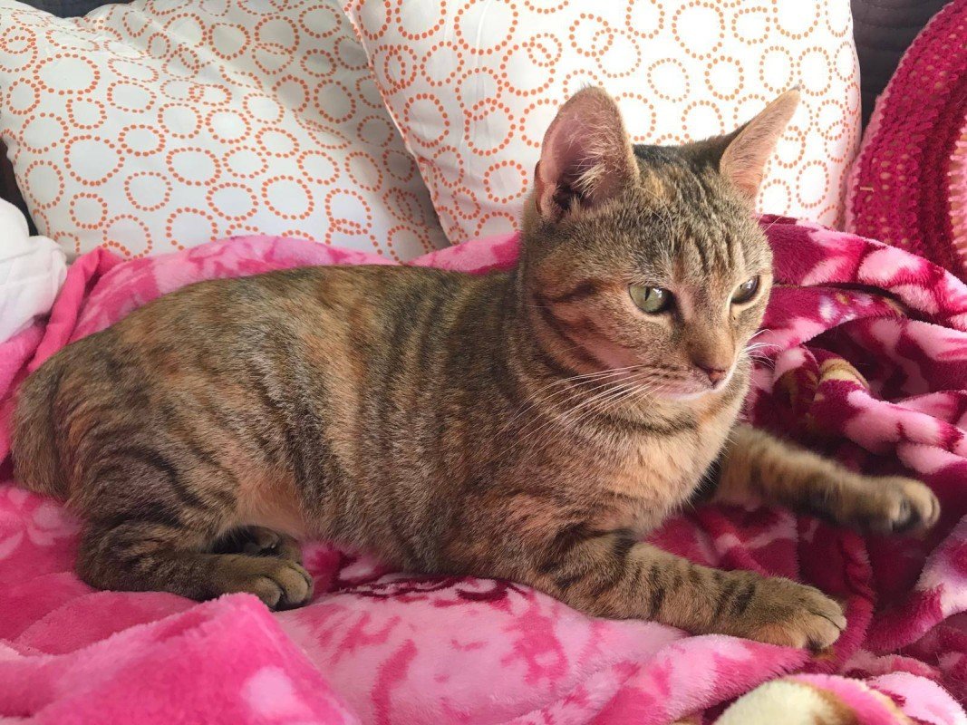 Padme