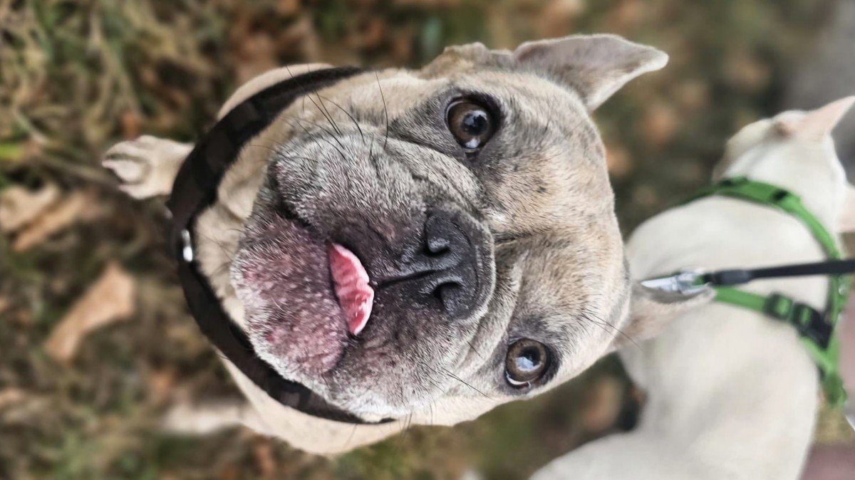 Gizmo