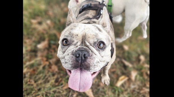 Gizmo