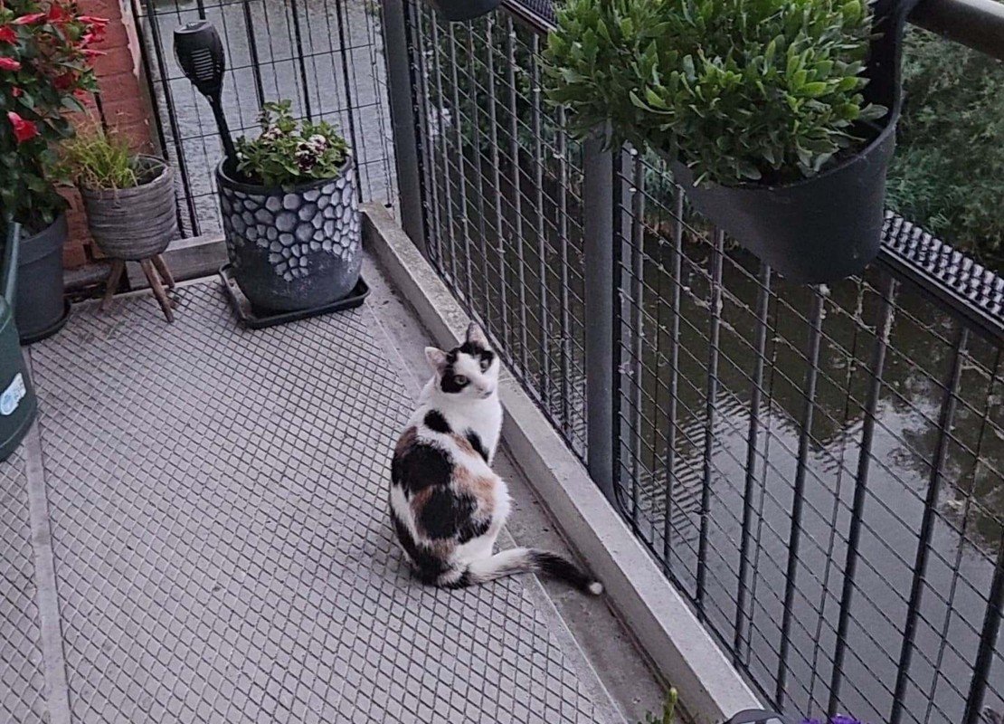 Mimie