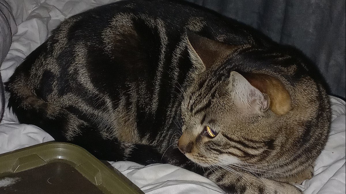 *SPOED* Chico