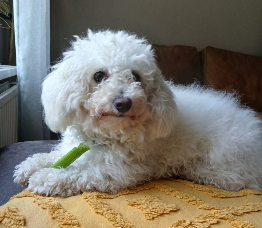 Bo