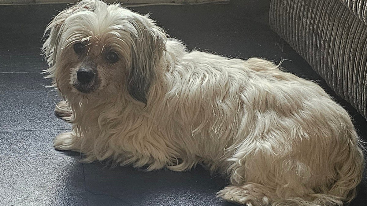 Daisy
