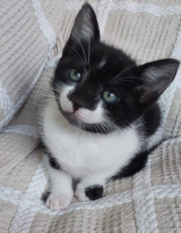 Bella