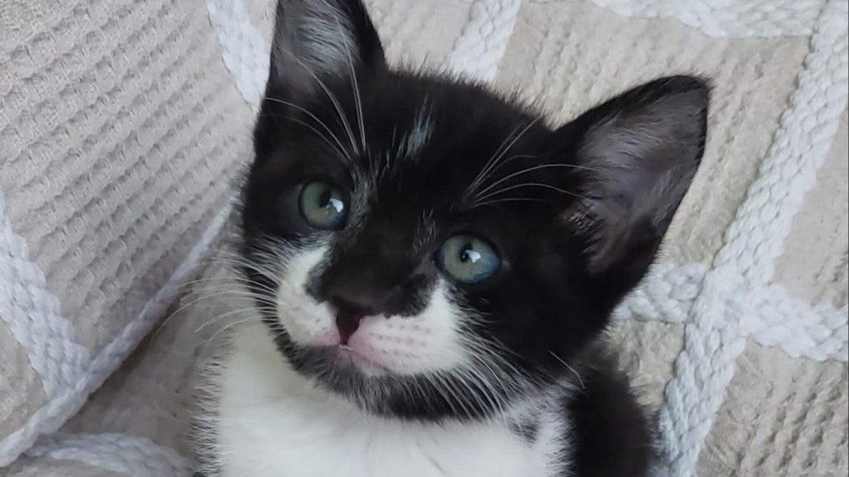 Bella