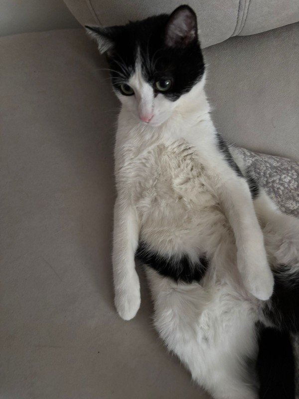 Nala
