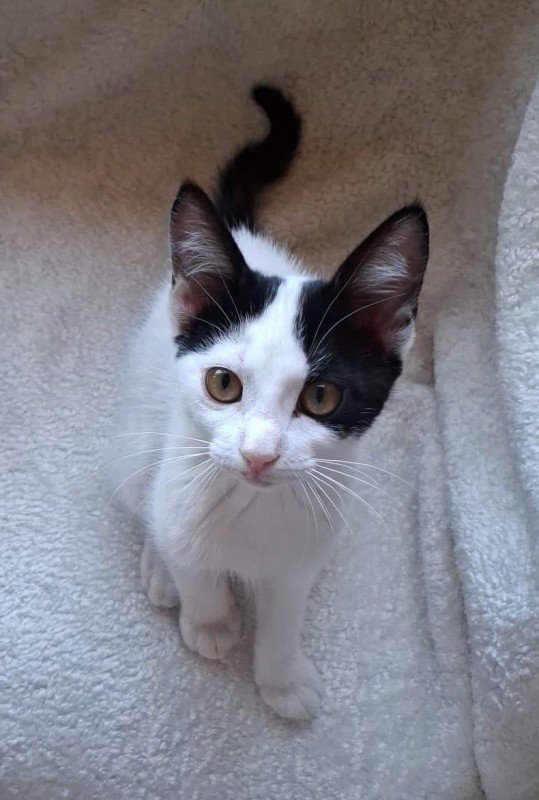 Nala