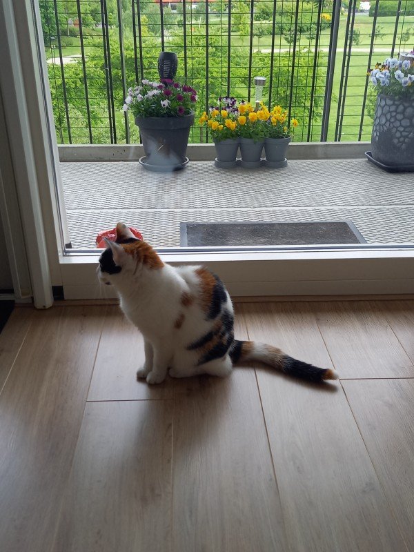 Mimie