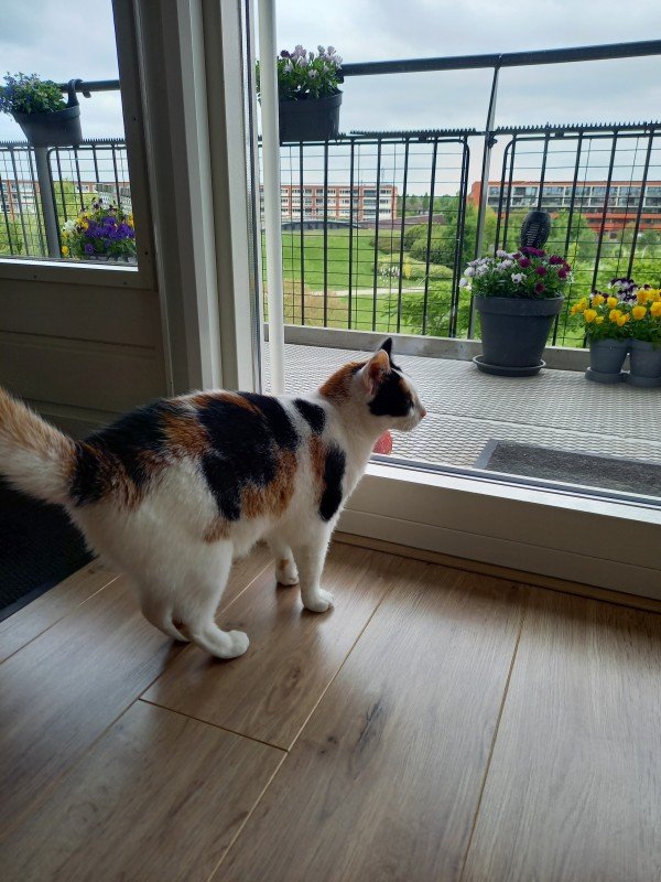 Mimie