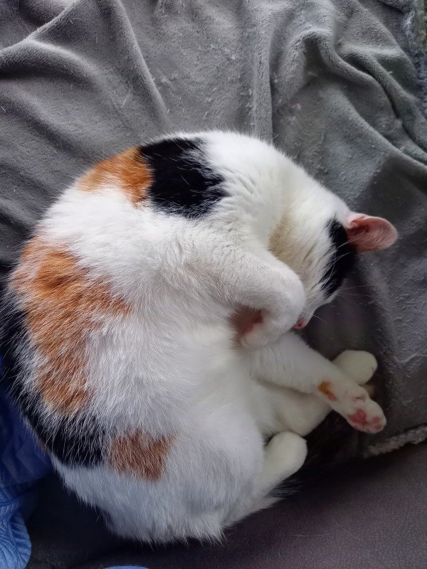 Mimie